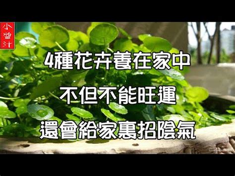 一帆風順植物風水